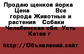 Продаю щенков йорка › Цена ­ 10 000 - Все города Животные и растения » Собаки   . Челябинская обл.,Усть-Катав г.